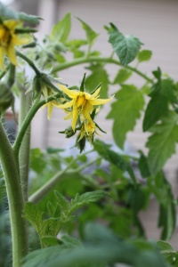 tomato plant bloom